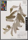 Foto von Salix wallichiana Andersson
